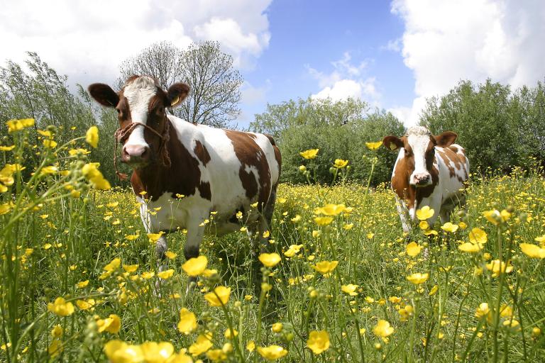Brown and white cows in a field of yellow buttercups.